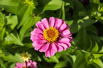 Fototapeta premium pink and yellow flower