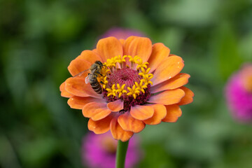 orange and flower