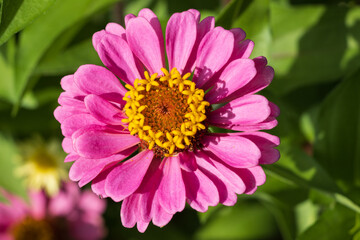 Obraz premium pink dahlia flower