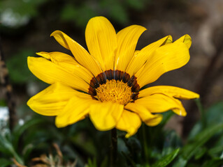yellow flower