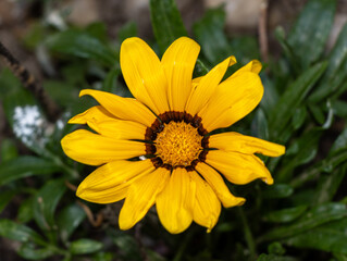 yellow flower in the garden