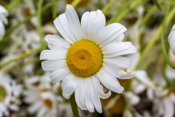 Fototapeta premium daisy flower