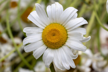 Fototapeta premium daisy flower closeup