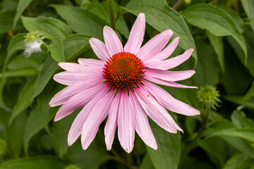 Fototapeta premium pink and white dahlia