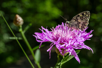 Marbled white Melanargia galathea butterfly perching on flower Butterfly. Butterfly close up view in natural environment.