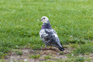 Obraz premium pigeon on the grass