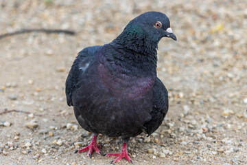 pigeon on the ground