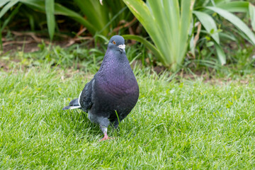 pigeon on grass