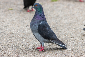 pigeon on the ground