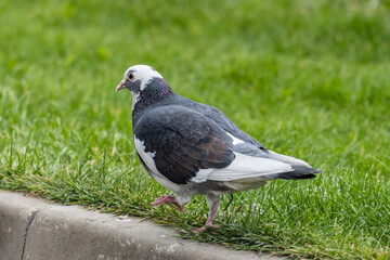 pigeon on the grass