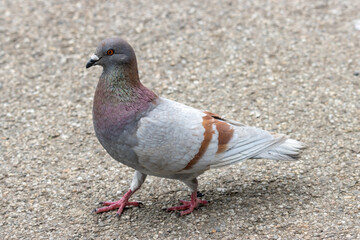 close up of a pigeon