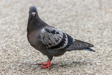 pigeon on the beach