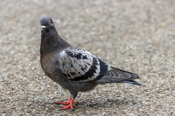 pigeon on the ground