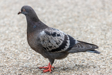 pigeon on the ground