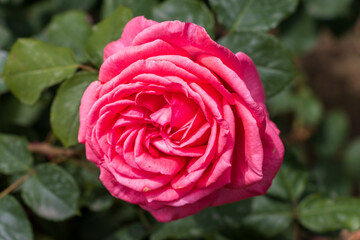red rose in garden