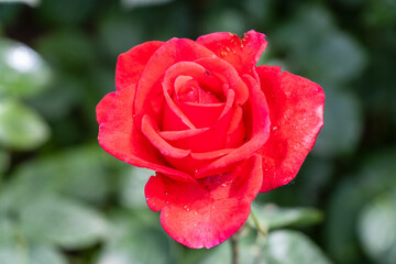 red rose in garden