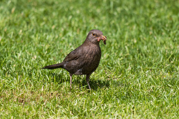 blackbird on the grass