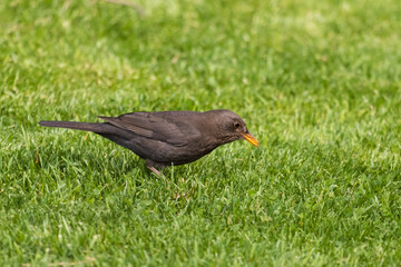 Obraz premium blackbird on the grass
