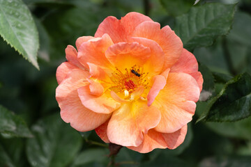 red flower in the garden