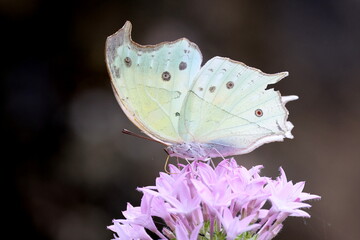 Beautiful butterfly