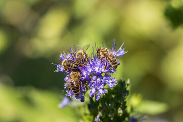 bee on flower