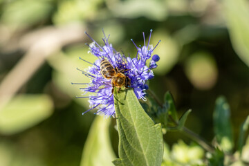 bee on a flower