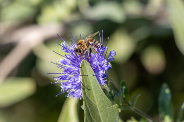 bee on a flower