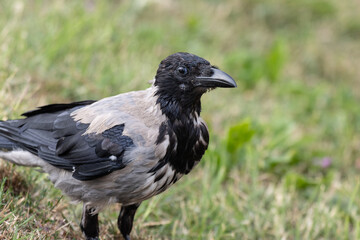 crow on the grass