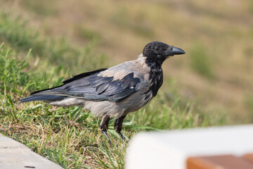 crow on the grass