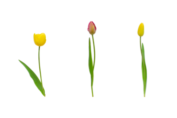Beautiful set of pink yellow flowers Flowering plants  Floral composition Isolated on white background Tulips 
