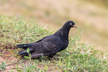 Fototapeta premium pigeon on grass