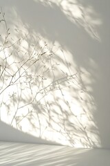 Soft shadows cast by delicate branches create serene, minimalist
