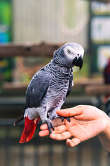 Timneh African Gray Parrot standing on a human hand.
