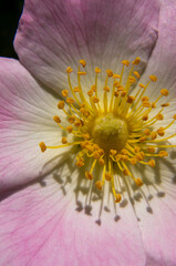 close up of a pink flower
