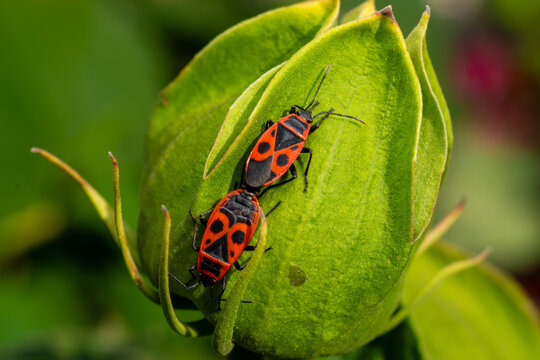 Pyrrhocoris apterus