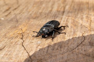 Dorcus parallelipipedus