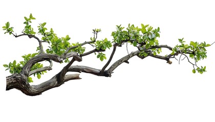 Fototapeta premium Dead tree branch isolated on white background