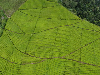 The panoramic beauty of the black tea plantation area, Kaligua Paguyangan tourist attraction, Brebes Regency, CENTRAL JAVA INDONESIA
