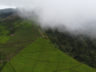 The panoramic beauty of the black tea plantation area, Kaligua Paguyangan tourist attraction, Brebes Regency, CENTRAL JAVA INDONESIA
