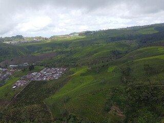 Obraz premium The panoramic beauty of the black tea plantation area, Kaligua Paguyangan tourist attraction, Brebes Regency, CENTRAL JAVA INDONESIA 
