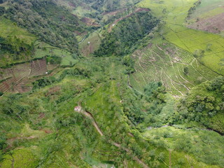 The panoramic beauty of the black tea plantation area, Kaligua Paguyangan tourist attraction, Brebes Regency, CENTRAL JAVA INDONESIA
