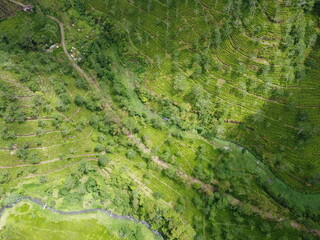 The panoramic beauty of the black tea plantation area, Kaligua Paguyangan tourist attraction, Brebes Regency, CENTRAL JAVA INDONESIA
