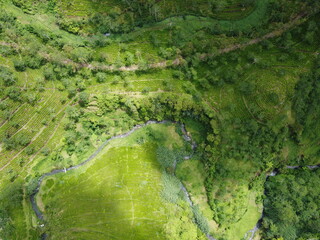 The panoramic beauty of the black tea plantation area, Kaligua Paguyangan tourist attraction, Brebes Regency, CENTRAL JAVA INDONESIA
