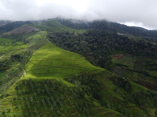 Obraz premium The panoramic beauty of the black tea plantation area, Kaligua Paguyangan tourist attraction, Brebes Regency, CENTRAL JAVA INDONESIA 