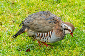 Red legged partridge in an English garden.