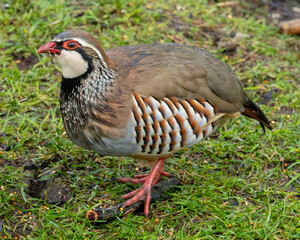 Red legged partridge in an English garden.