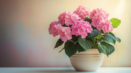 Fototapeta premium A beautiful arrangement of pink hydrangea flowers in a white pot on a table with a soft pastel background