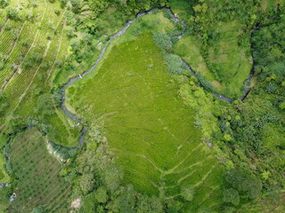 The panoramic beauty of the black tea plantation area, Kaligua Paguyangan tourist attraction, Brebes Regency, CENTRAL JAVA INDONESIA
