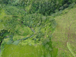 The panoramic beauty of the black tea plantation area, Kaligua Paguyangan tourist attraction, Brebes Regency, CENTRAL JAVA INDONESIA
