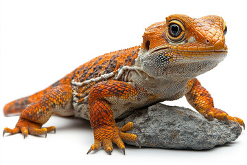 Naklejka premium An orange and brown lizard rests on a rock